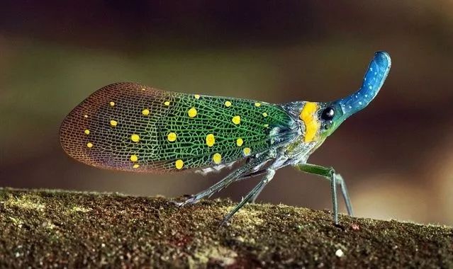 小时候养的宠物现在还活着,小时候养的宠物视频