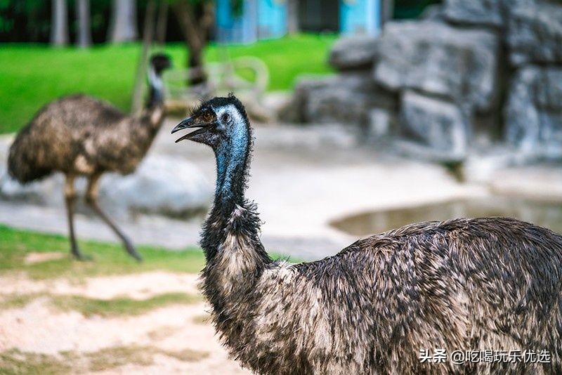 厦门灵玲动物王国大熊猫,厦门马戏团灵玲动物王国观光游览