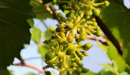 最常见的三种杀菌剂简介,各类杀菌剂的正确使用方法