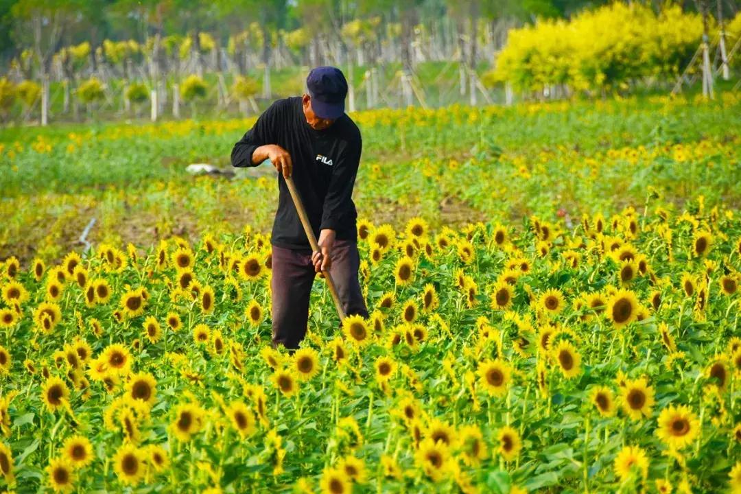 七彩花田向日葵视频,新向日葵花海视频