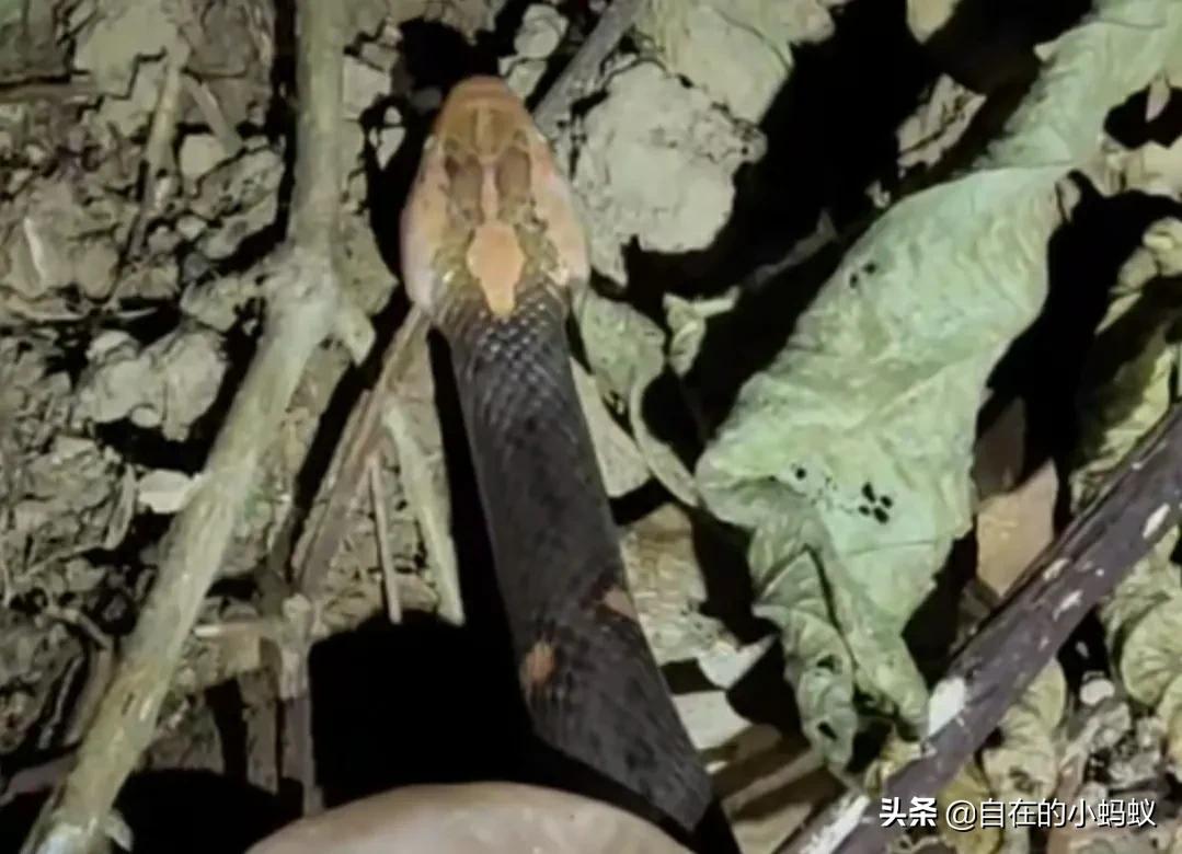 白头蝰和银环蛇,毒蛇白头
