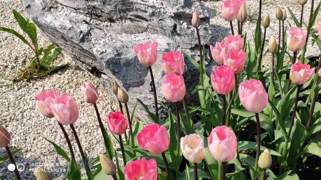 绍兴杭州湾海上花田100万郁金香等你来赏来赴一场春天的约会。