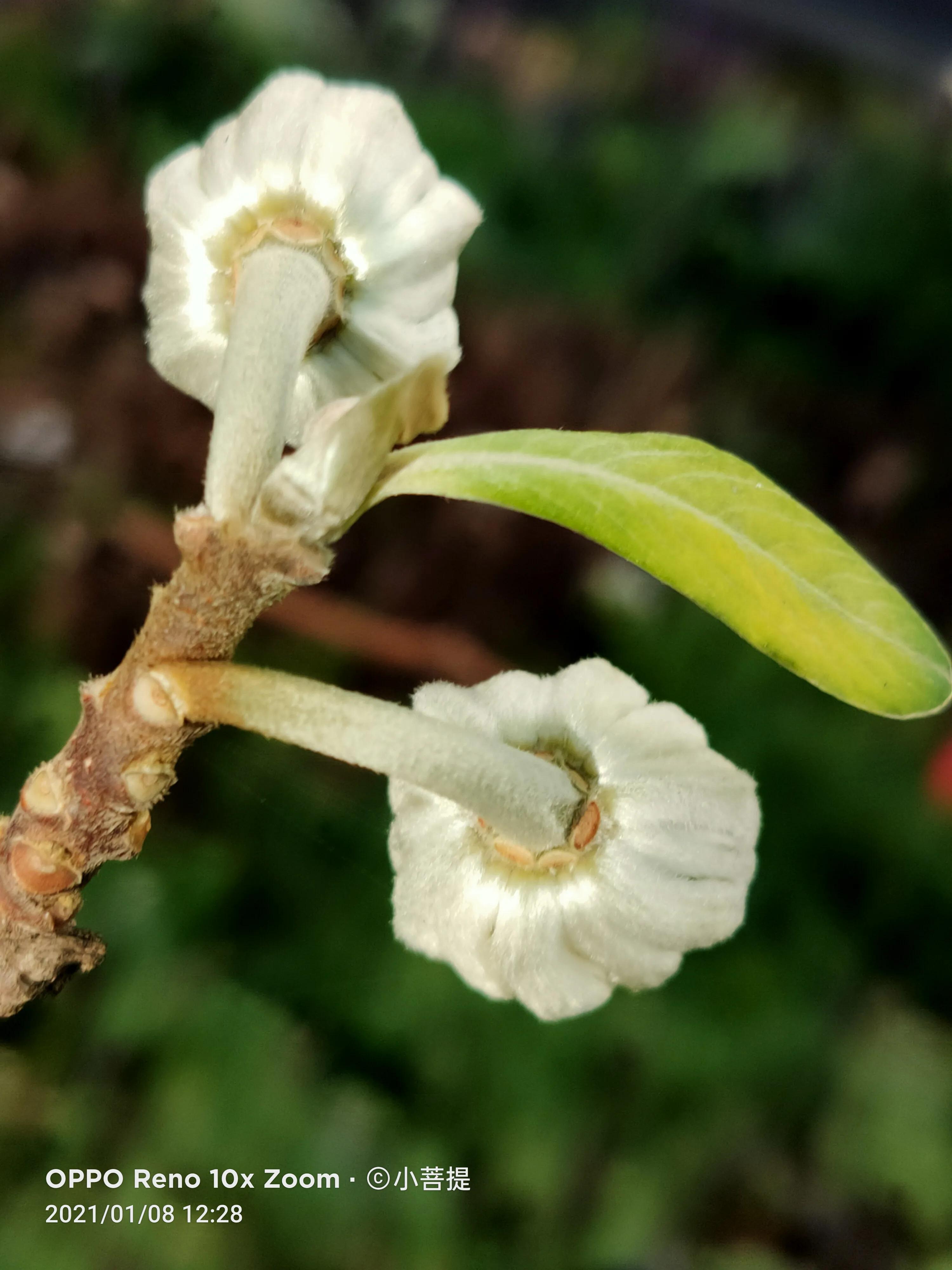 这就是爱情树,若在枝上打两个同向的结,就能得到甜蜜爱情和幸福