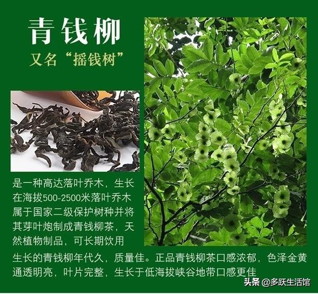 关于代用茶的知识,生活中必须知道的事情