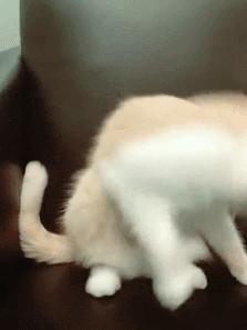 网红绑猫*藏西**骑行求关注,遭网友质疑回怼:比在家里刺激多了