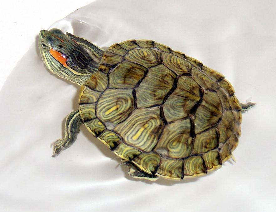 养乌龟的方法和注意事项,乌龟好养吗怎样正确的饲养乌龟