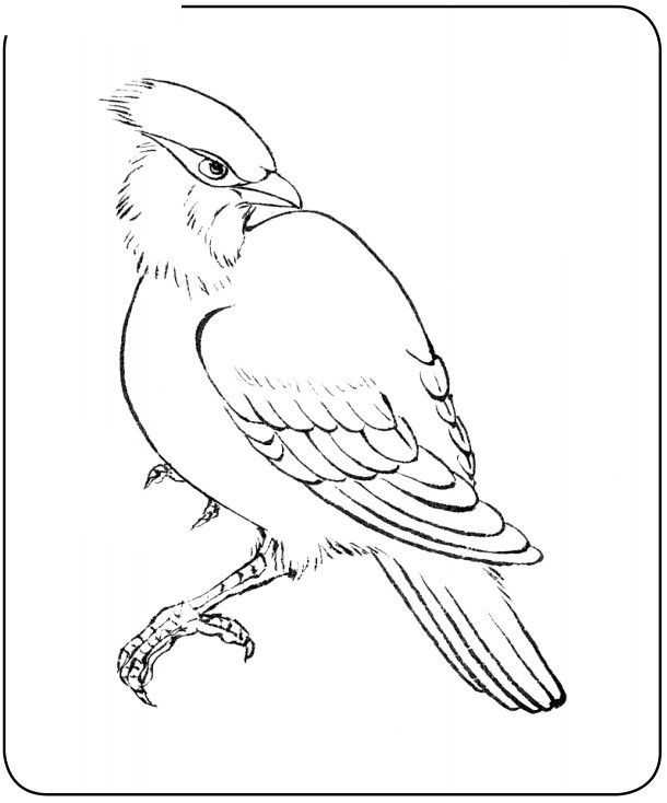 国画初学者入门步骤鸟禽,国画各种鸟类画法大全