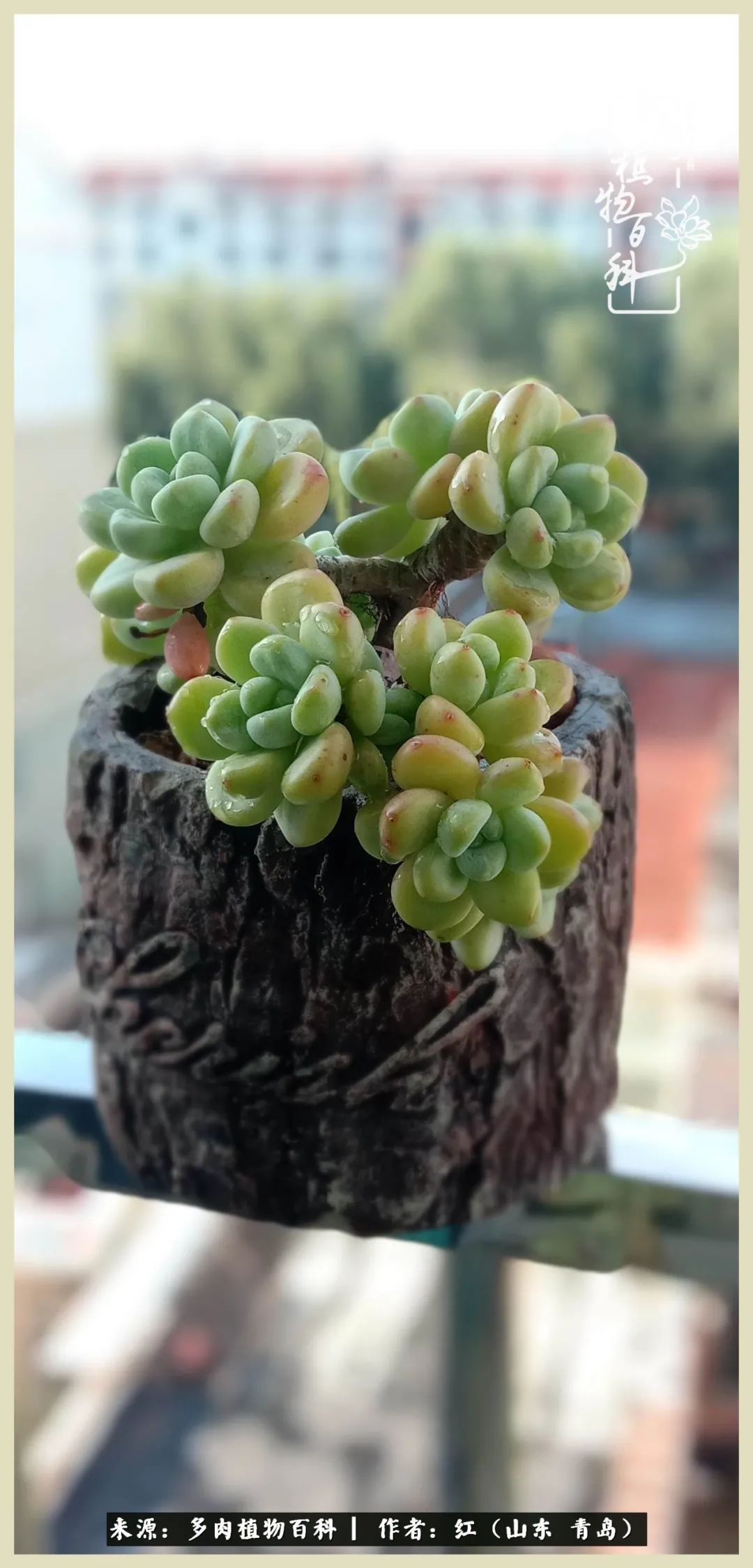 度夏多肉秋天发根,度夏坚强活下来的肉肉们