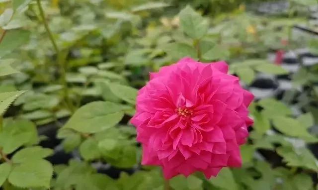 每天学习一点点花卉,100种常见玫瑰品种