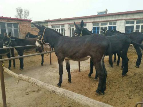 养殖毛驴需要承担什么风险,养殖驴不长肉