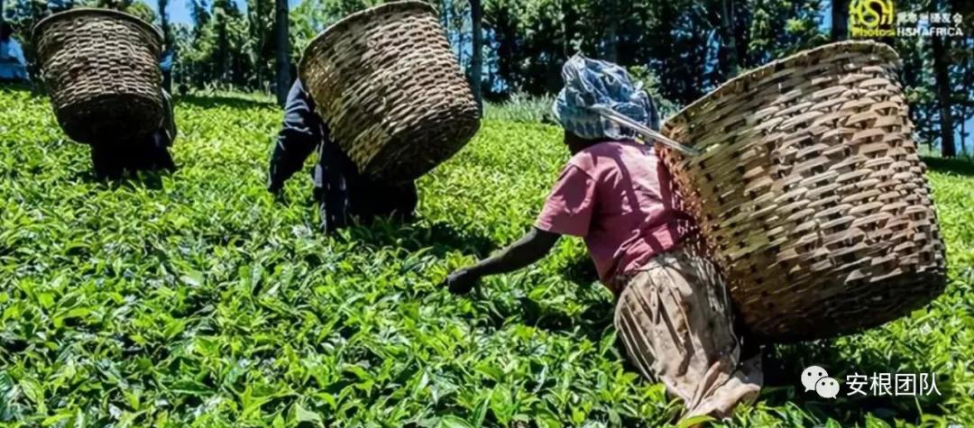 肯尼亚红茶的优缺点,茶人喝金骏眉好吗