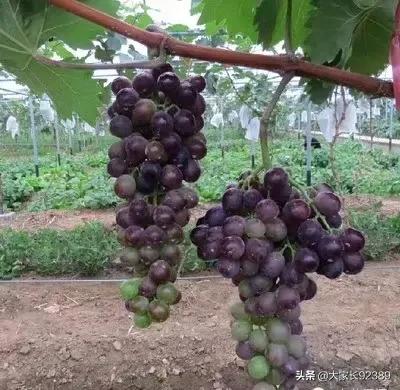 汉源土特产有哪些,汉源才有的美食