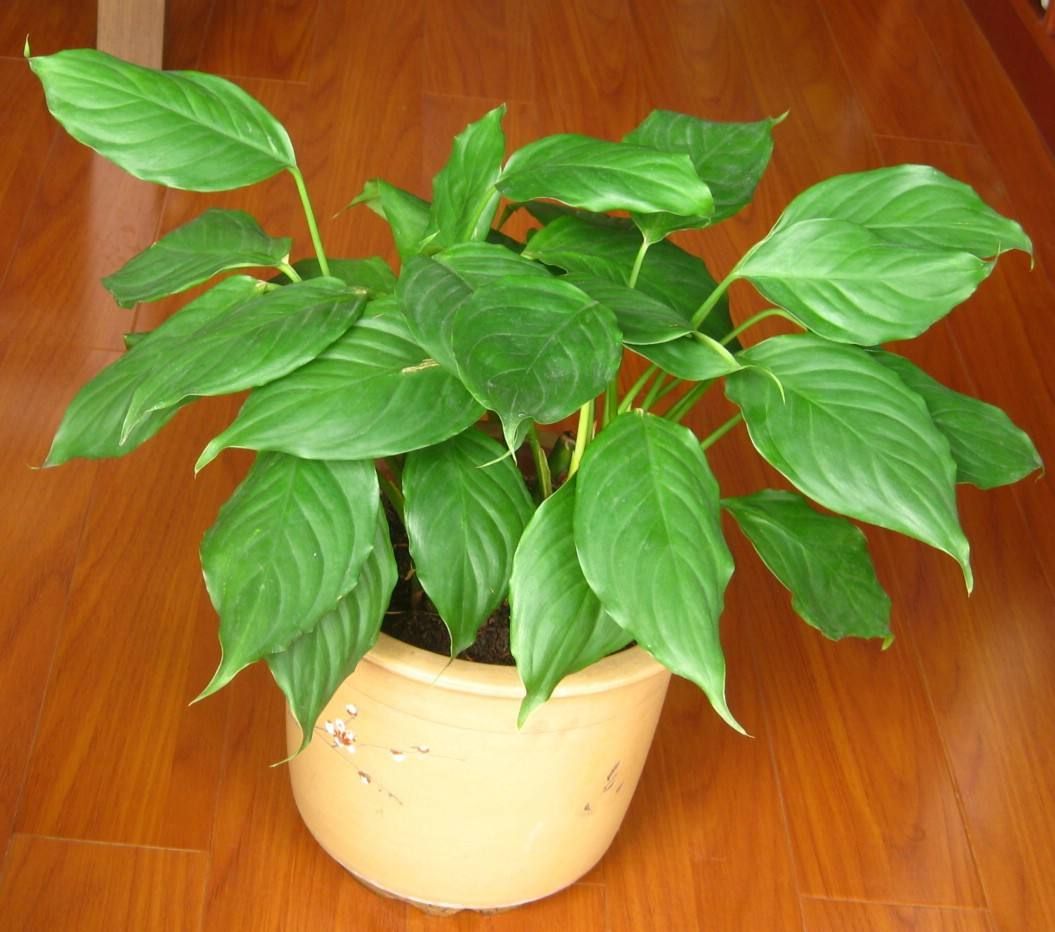 万年青烂根还有黄叶怎么解决,万年青枯叶子怎么办