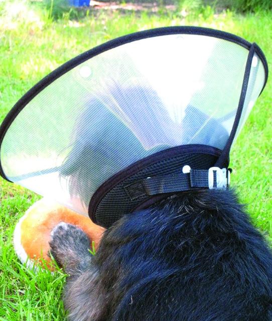 小狗受伤了怎么处理伤口,小狗外伤伤口一般多久能自愈