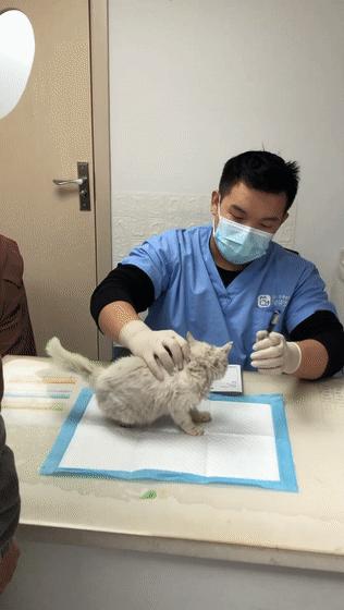 猫吃钢丝球视频,吃钢丝球的猫咪