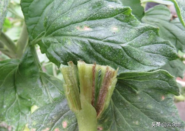 番茄溃疡病打什么药,番茄细菌性溃疡病