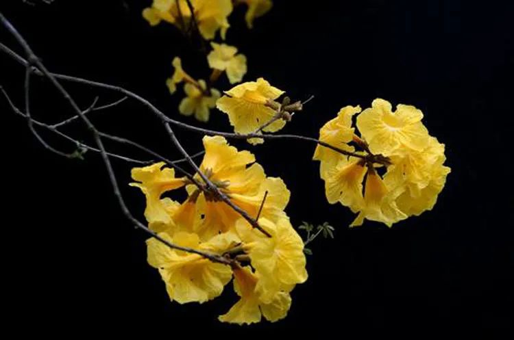 怎么拍出背景是黑色的人物照片,苹果手机如何拍出黑色背景照片