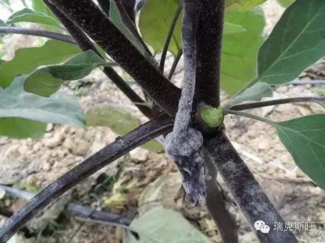 白芨病害及防治,白粉病发病规律防治措施