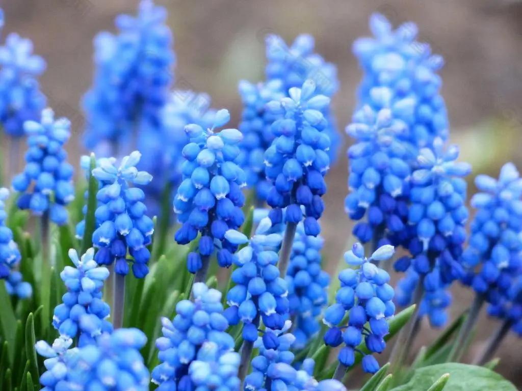 蓝紫色花系植物,蓝紫色系花境植物