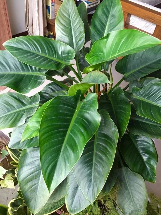 10种好养的花草,这些绿植养在家里高级又实用