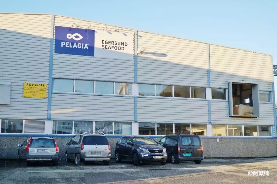 为了吃最贵的鱼你们会驱车多远,世界上最难吃的鱼青花鱼