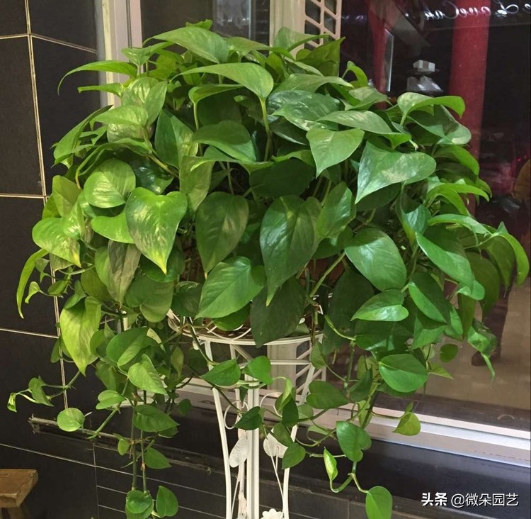 怎么擦绿萝的叶子使叶子变得油亮,绿萝怎样养得又黑又亮叶片肥厚