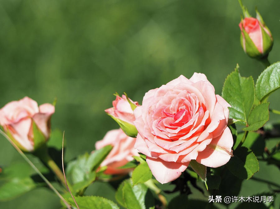 如何买到正版欧月？月季购买防骗手册，几招鉴定欧月，拒绝小白花