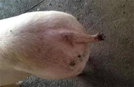 涨知识了！猪咬尾危害大，原因竟然这么多！这7个方法可以防治