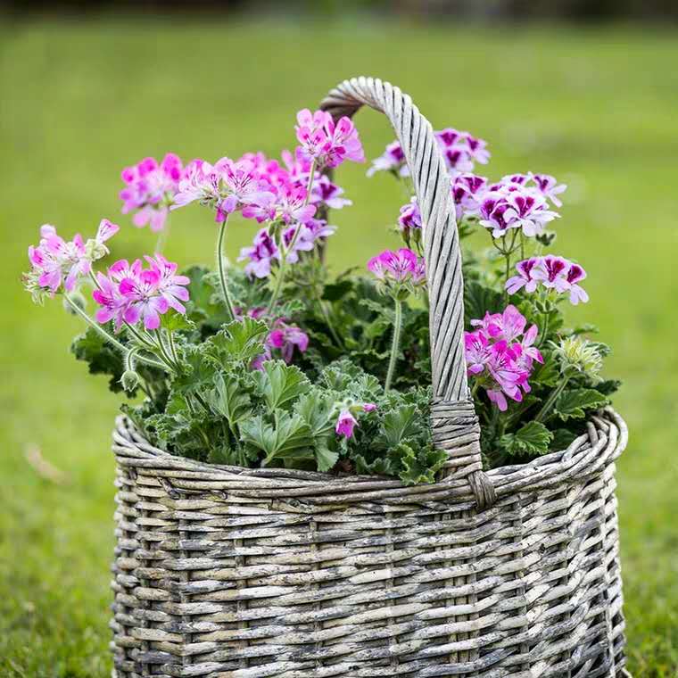 养花，最烦“长虫子”，治不如防，1个小方法，小虫子不敢来！