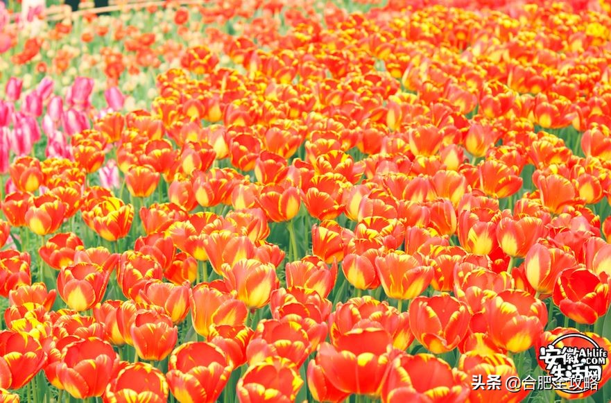 合肥未来价值高地,合肥一座发展中的城市