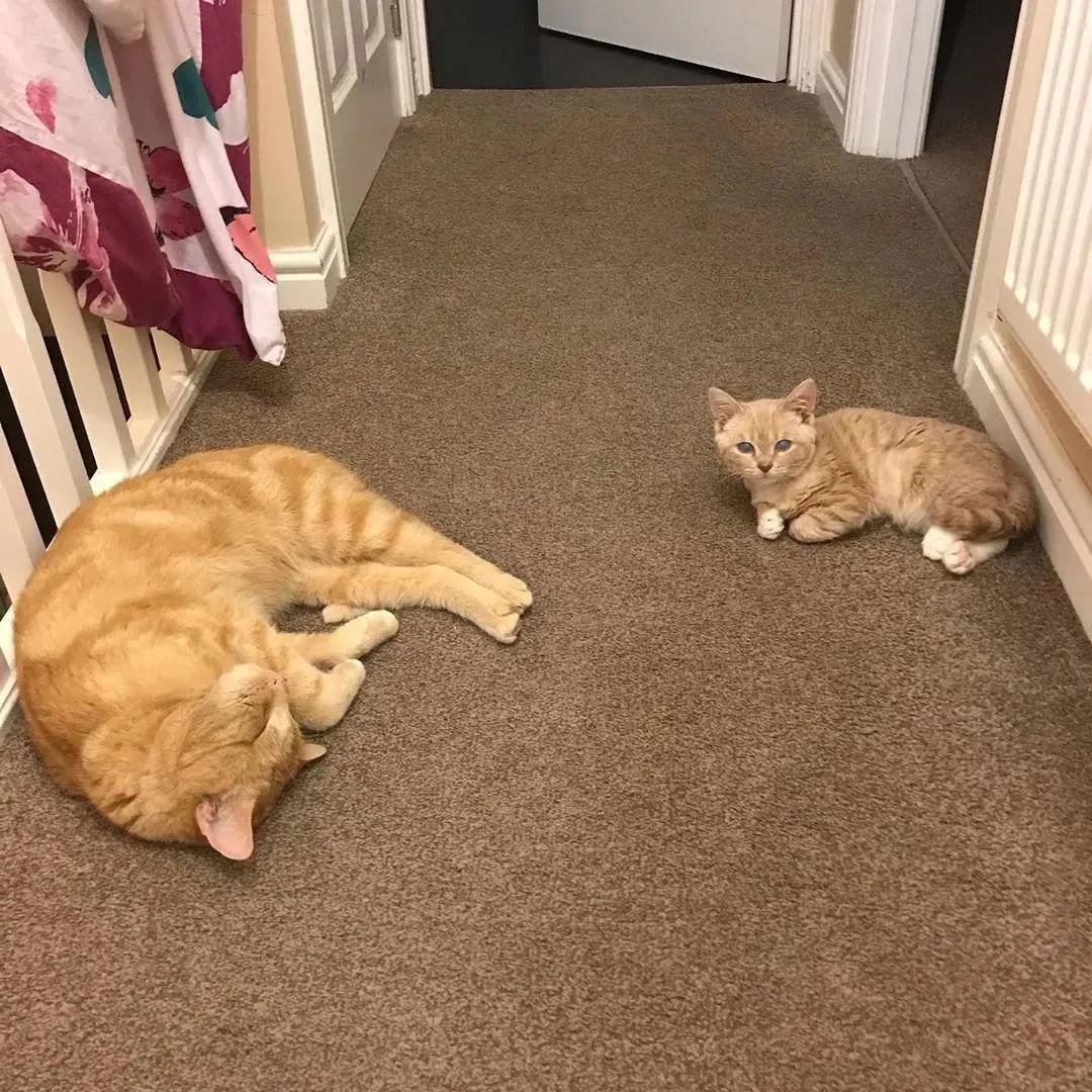 长了一双风暴之眼的侏儒猫咪，命运多舛，幸得善终