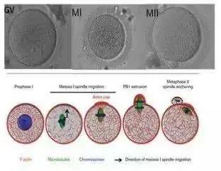 取完卵手术后月经来得早吗,取好卵手术后拉小便痛吗