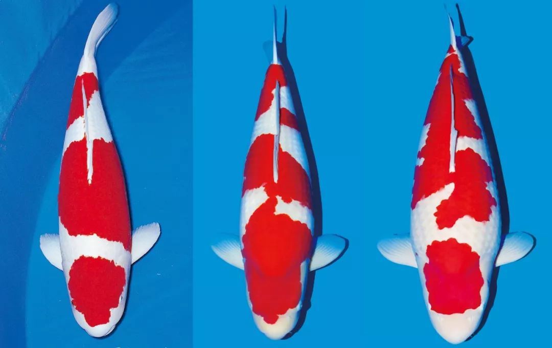 锦鲤怎样喂食长得快点,锦鲤怎么喂食才合理