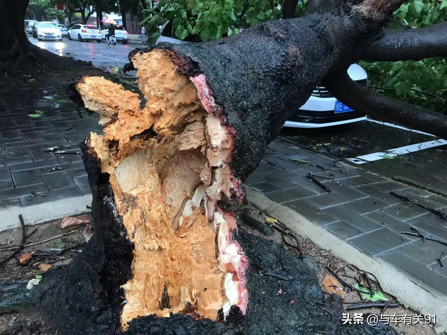 车被树砸了人保理赔吗,如果车被树砸了保险赔吗