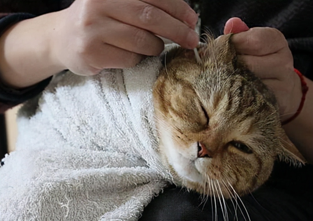 新手养猫,必备清单|拒交智商税