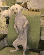 搞笑gif开心一刻单身也挺好,搞笑gif开心视频