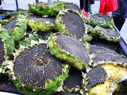 过年的瓜子是什么品种,过年的瓜子糖果好看