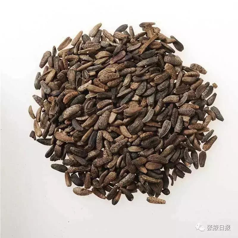 【迎接“张交会”展示新成就】民乐“道地药材”成经济发展新的增长极