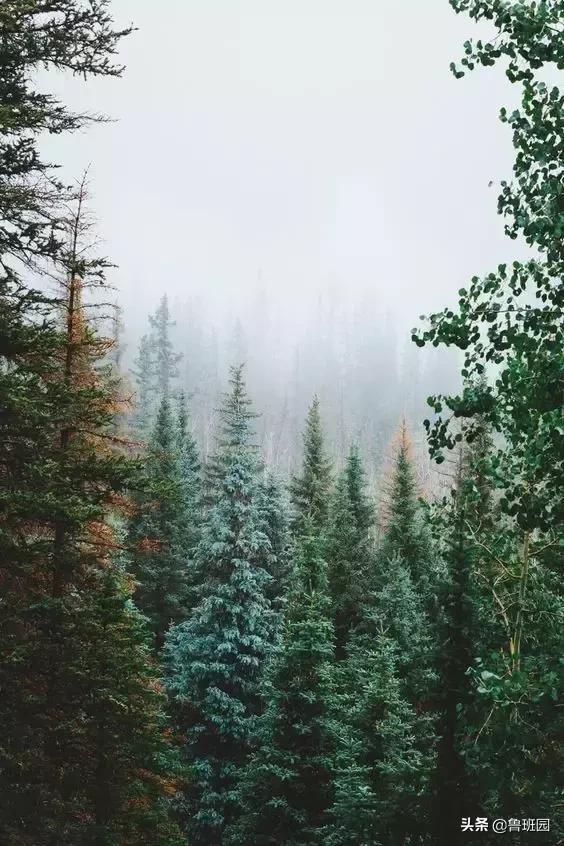 松木简介,松木原木介绍