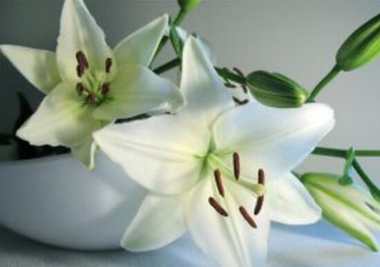 卧室放百合花有助于睡眠吗,百合花有毒吗能放鱼缸里吗