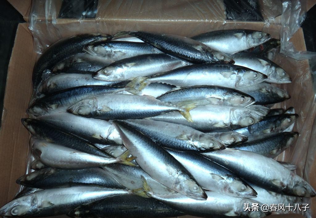 苞米钓青鱼,青鱼吃苞米吗