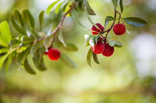 杨梅洗过好吃吗,杨梅洗干净能直接吃吗