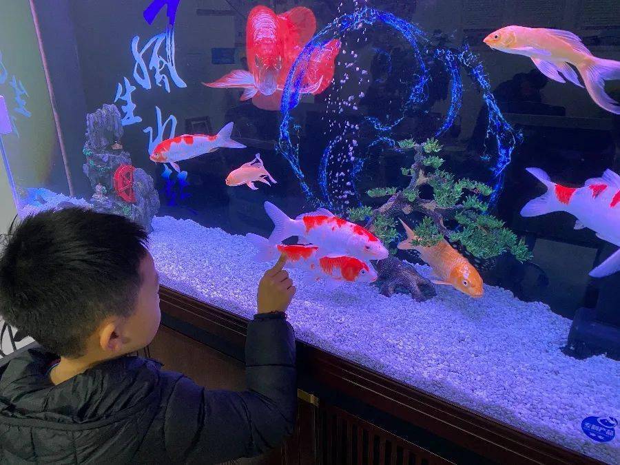 孩子养动物是满足他什么需求,适合当宠物养的四大动物