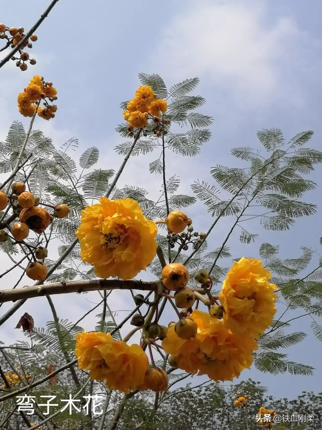西双版纳景洪市景色壮丽的地方,西双版纳景洪市有什么好玩的景点
