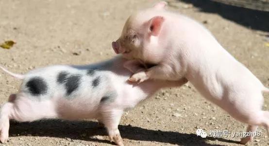 仔猪掐架,仔猪掐架是什么原因