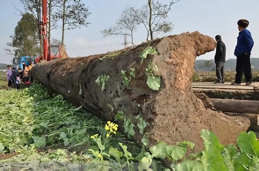 广西小伙捡到一个千年木头,一个老头捡到了价值百万元的木头