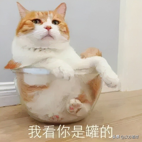 拔罐减肥瘦了30斤食谱,拔罐减肥一周能瘦多少