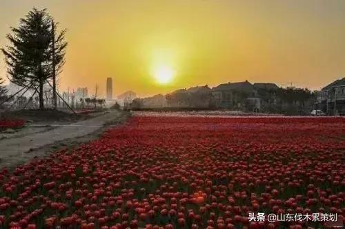 自驾游山东日照网红打卡旅游攻略,东夷花仙子美景