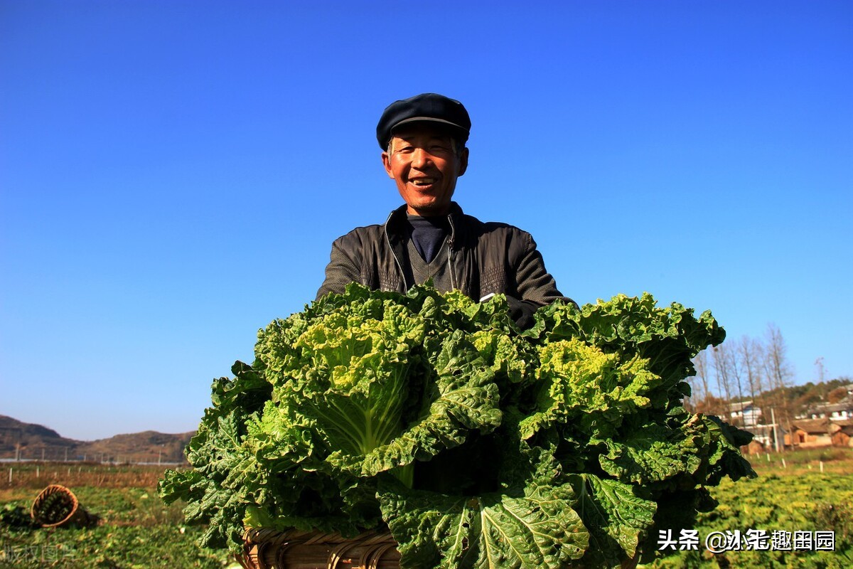 生态农业的优势及前景,生态农业发展存在的问题