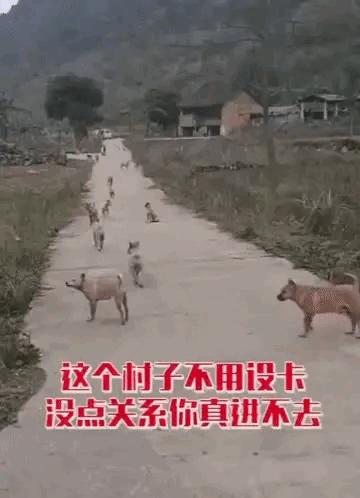 老虎：这是我准备养大吃的，你来凑什么热闹